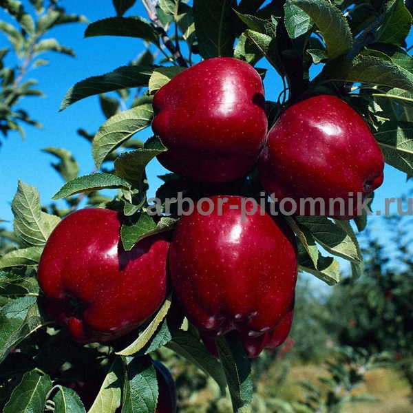 Саженцы яблони по низкой цене в Москве и Подмосковье - фотография