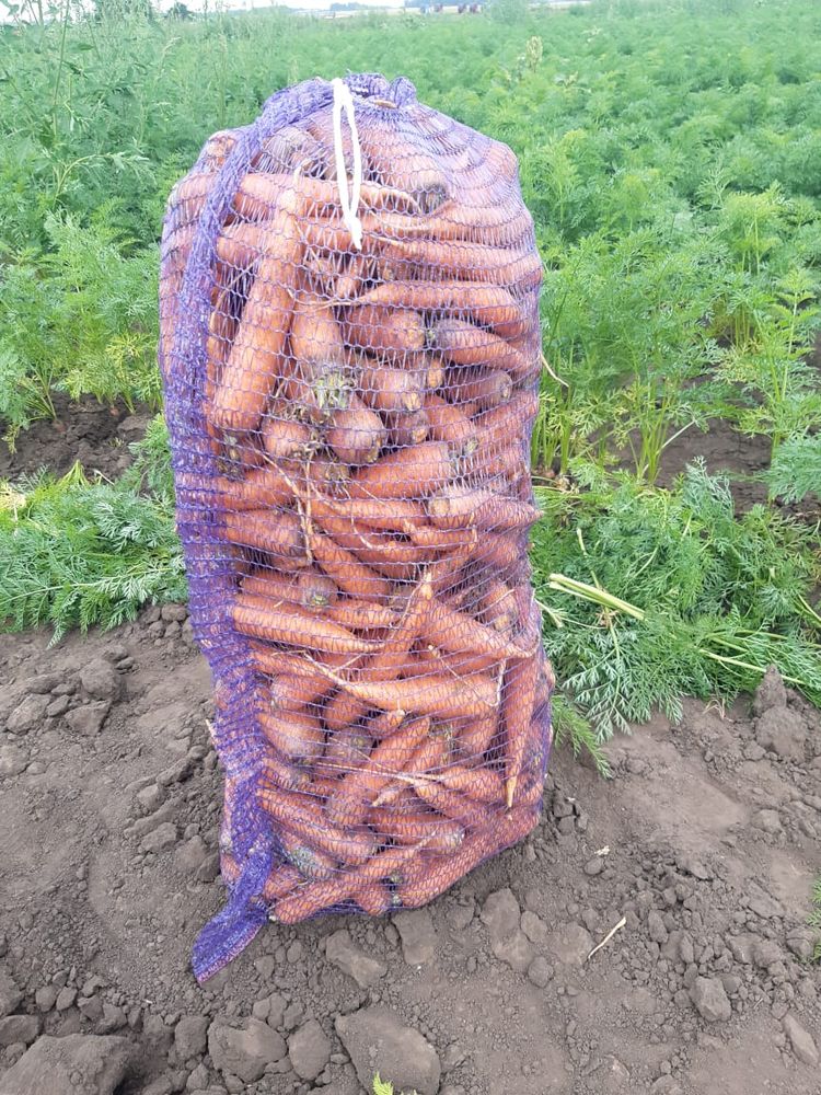 Морковь от производителя для готовки и производства сока - фотография