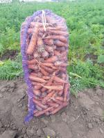 Морковь от производителя для готовки и производства сока - Продажа объявление в Барнауле