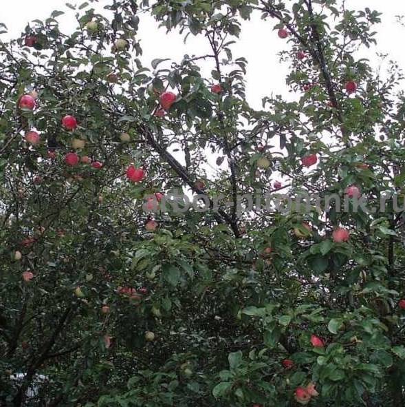 Крупномеры яблонь, саженцы яблони и плодовых деревьев в Москве и Подмосковье из питомника - фотография