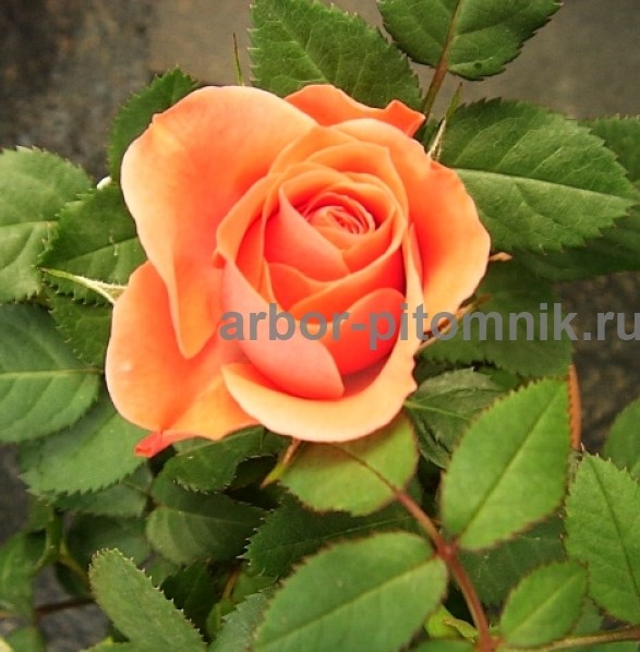 Саженцы кустовых роз из питомника, каталог роз в большом ассортименте в питомнике Арбор  - фотография