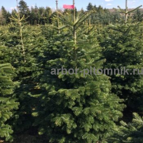 Новогодние елки, датские пихты срезанные и в горшках - фотография