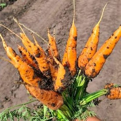 Лучшие сорта моркови мелким и крупным оптом в Барнауле, Новоалтайске и Бийске - фотография