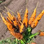 Лучшие сорта моркови мелким и крупным оптом в Барнауле, Новоалтайске и Бийске - Продажа объявление в Барнауле