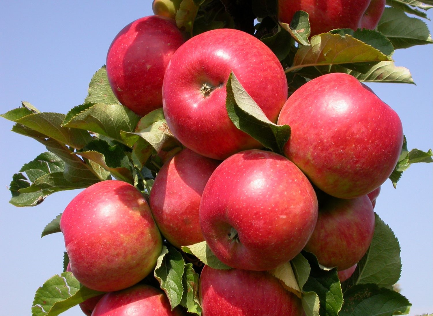 Саженцы яблони  с закрытой корневой системой - фотография
