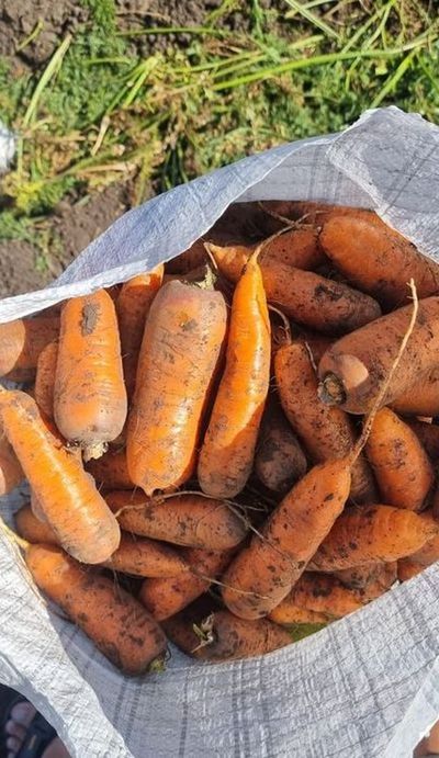 Вкусная морковь сортотипа Шантоне от поставщика - фотография