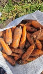 Вкусная морковь сортотипа Шантоне от поставщика - Продажа объявление в Барнауле