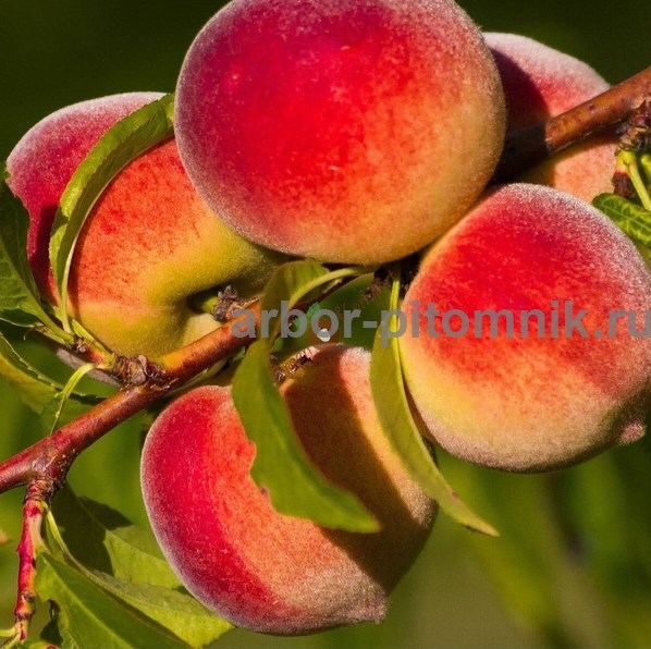 Саженцы персиков, персики в горшках из питомника и интернет магазина Арбор - фотография