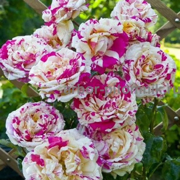 Саженцы роз напрямую из питомника - фотография