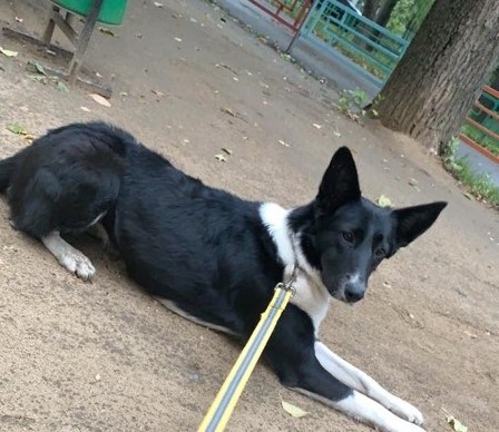 Найдена собака в Орехово-Борисово - фотография