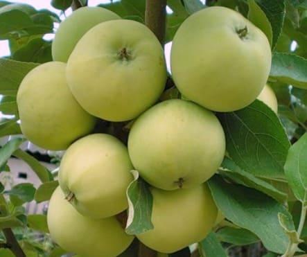 Саженцы яблони оптом и в розницу от производителя  - фотография