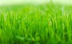 Посев газона. Укладка рулонного газона с подготовкой основания - Услуги объявление в Красноярске