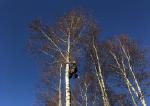 Удаление деревьев любой сложности - Услуги объявление в Санкт-Петербурге