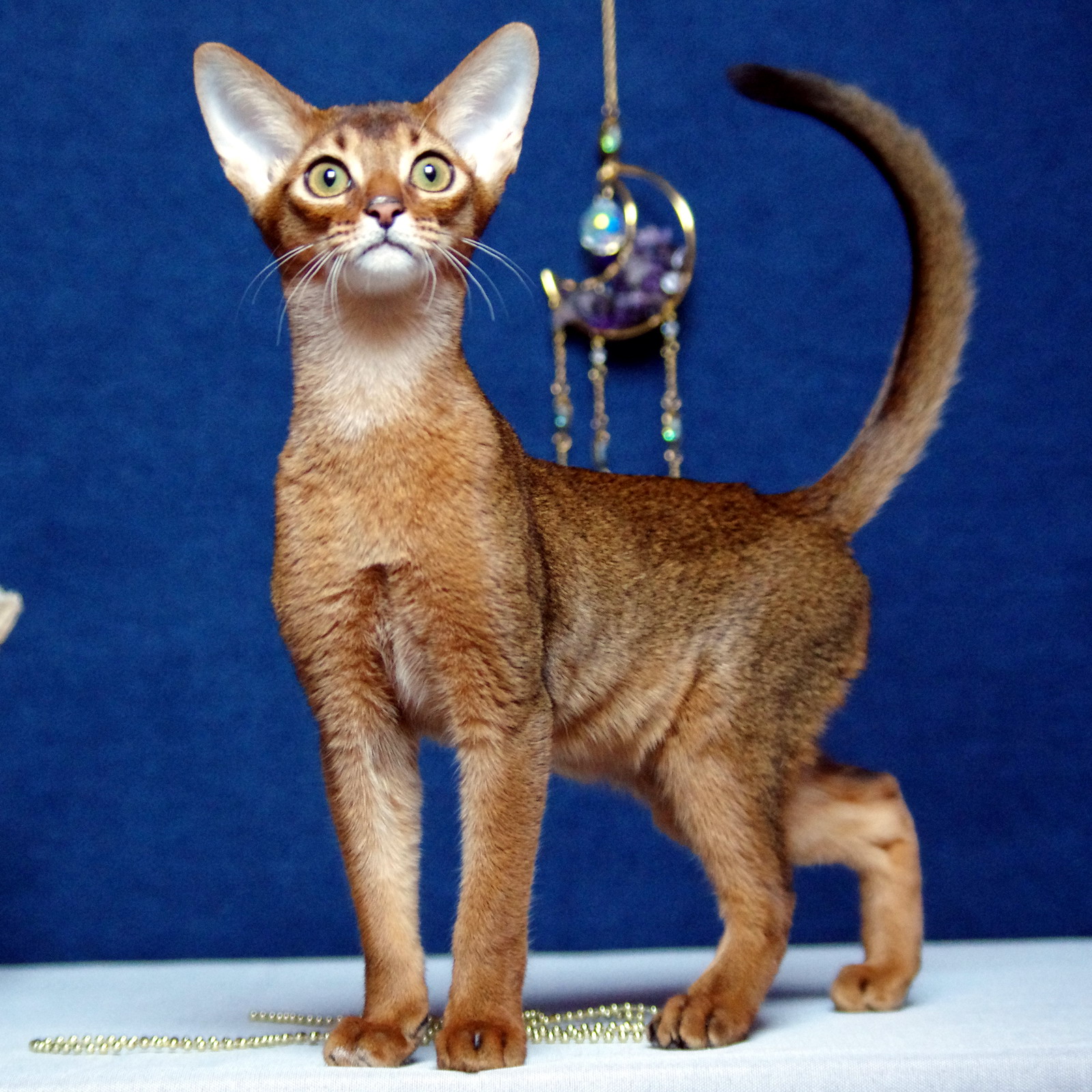 Абиссинские котята из официального питомника  - фотография