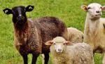 Овцы, ягнята, бараны  - Продажа объявление в Мошкове