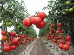 Работа на помидорной плантации  - Вакансия объявление в Астрахани