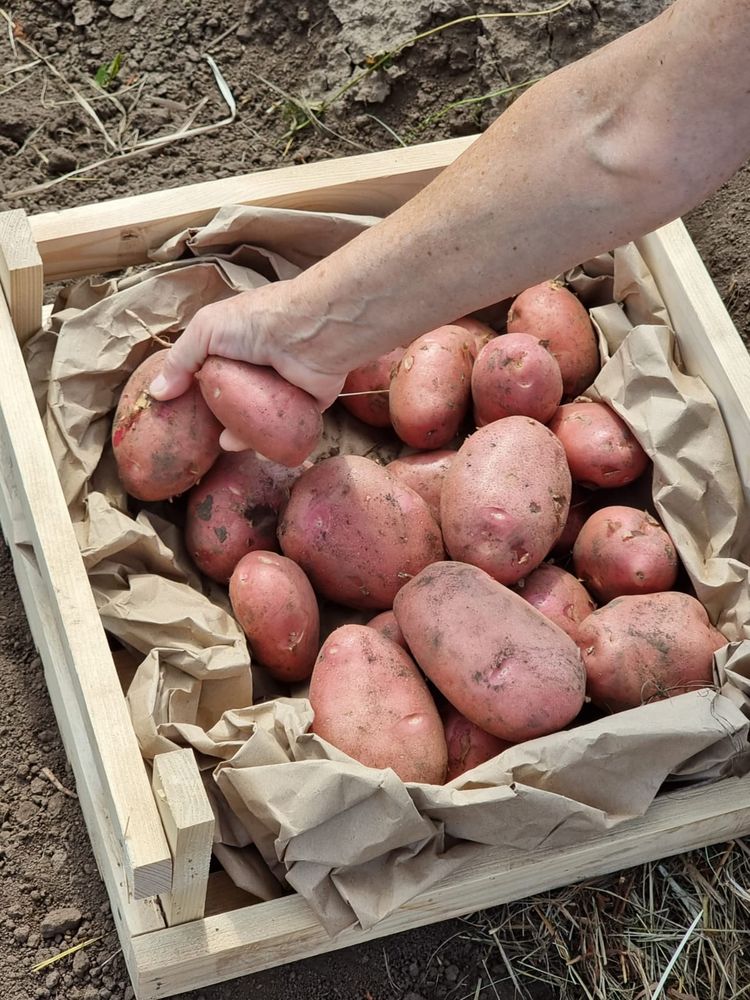 11 сортов отборного картофеля в Барнауле от поставщика - фотография