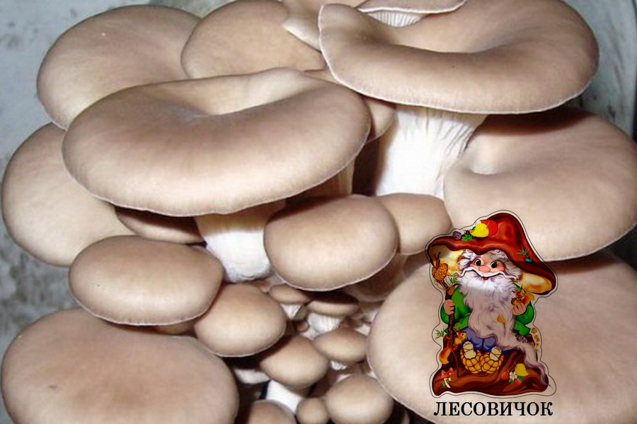 Вешенки свежие грибы купить оптом и в розницу - фотография