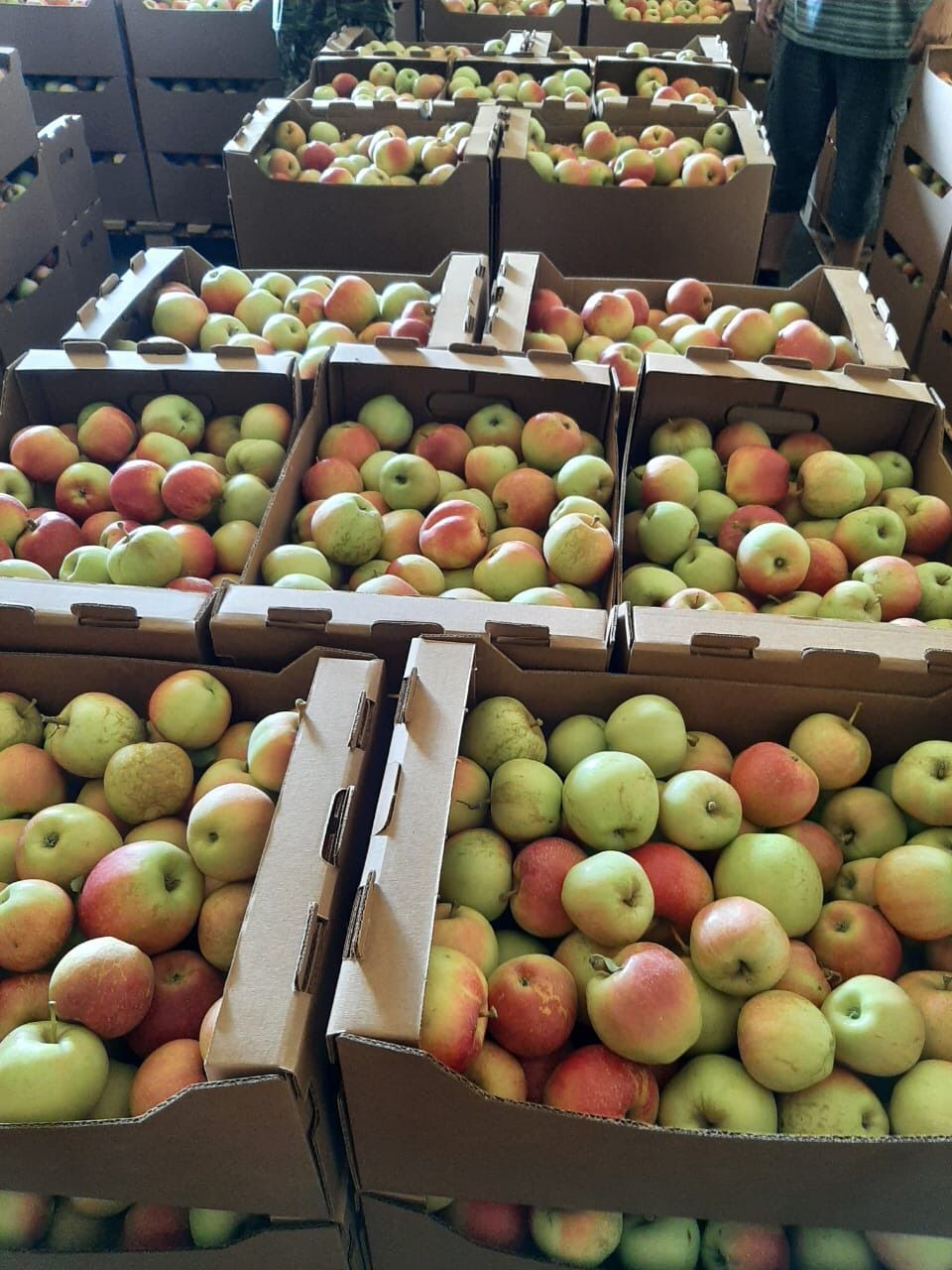 Яблоки Гала оптом со склада - фотография