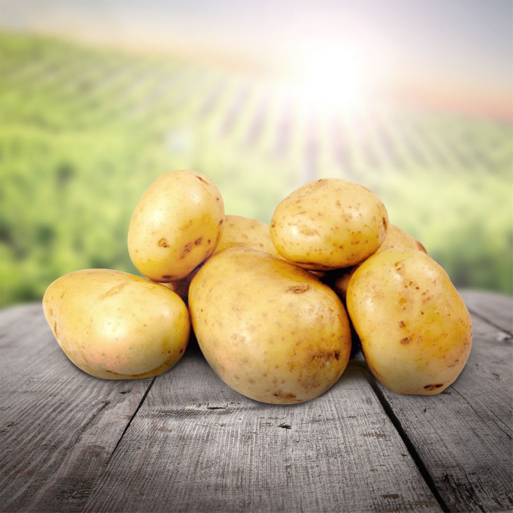 Продажа картофеля мелким и крупным оптом в Алтайском крае и по всей России - фотография