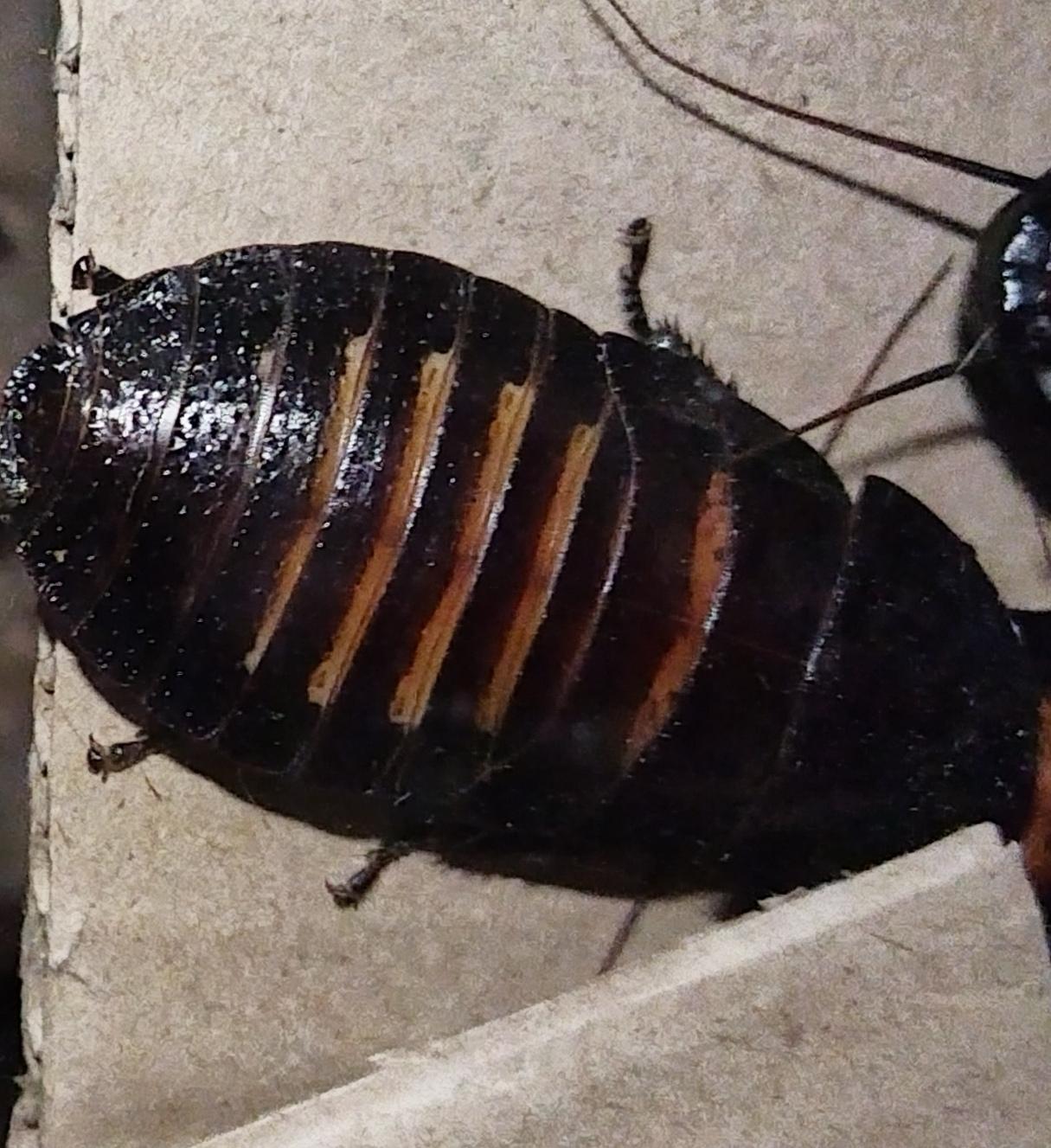 Мадагаскарские тараканы шипящие - фотография