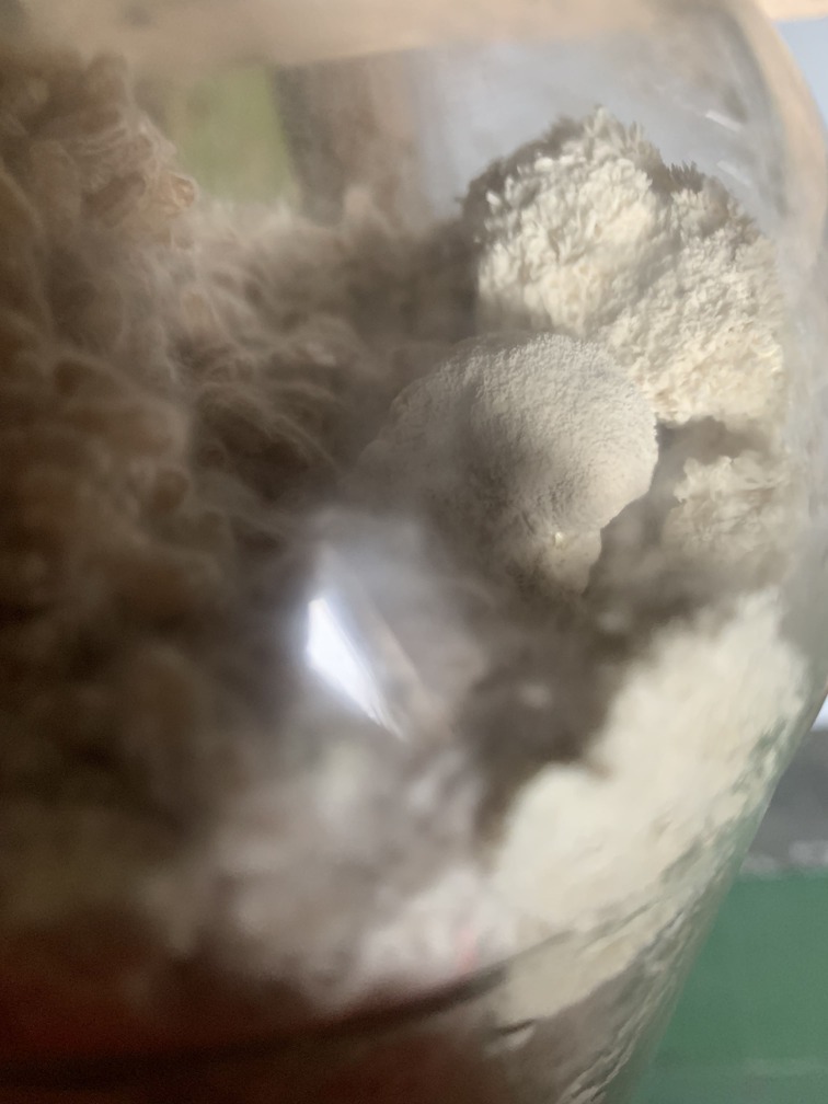 Грибная ферма Farmyc - мицелий ежовика гребенчатого на буром рисе и т.д. - фотография