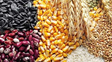 Пшеница , ячмень, кукуруза, нут, чечевица, фасоль - фотография