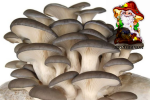 Вешенки свежие грибы купить оптом и в розницу - Продажа объявление в Москве