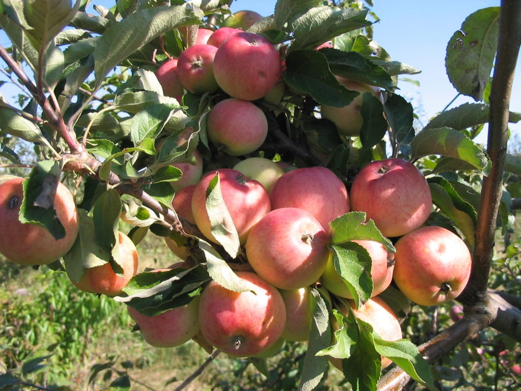Саженцы яблони оптом и в розницу от производителя  - фотография