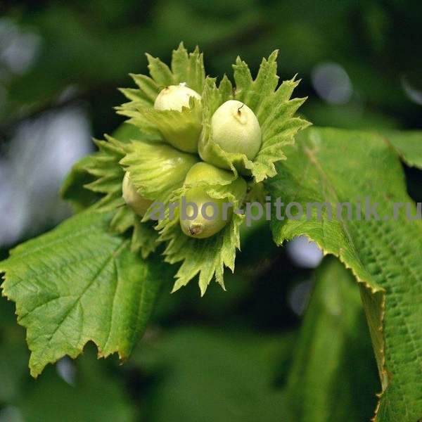 Саженцы фундука из питомника растений Арбор - фотография