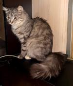 Шикарная пушистая красавица кошка очень ищет дом - Продажа объявление в Москве