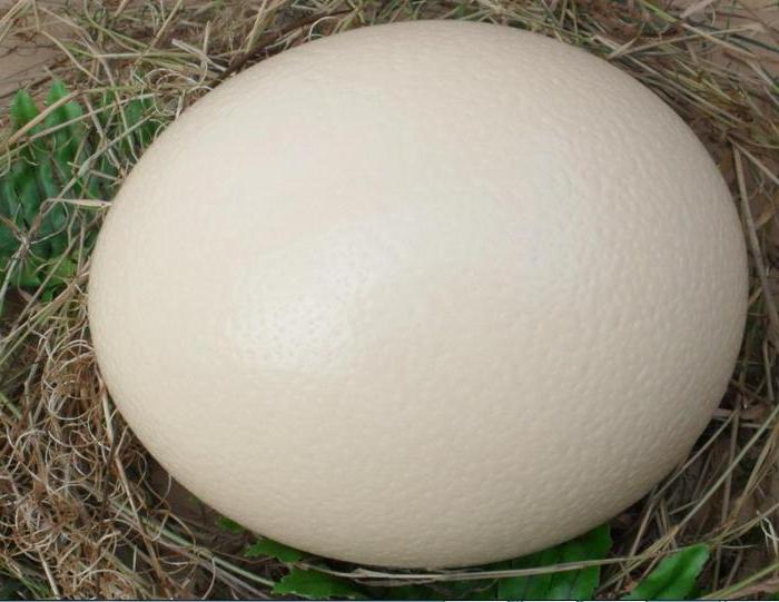 Инкубационное яйцо африканского страуса - фотография