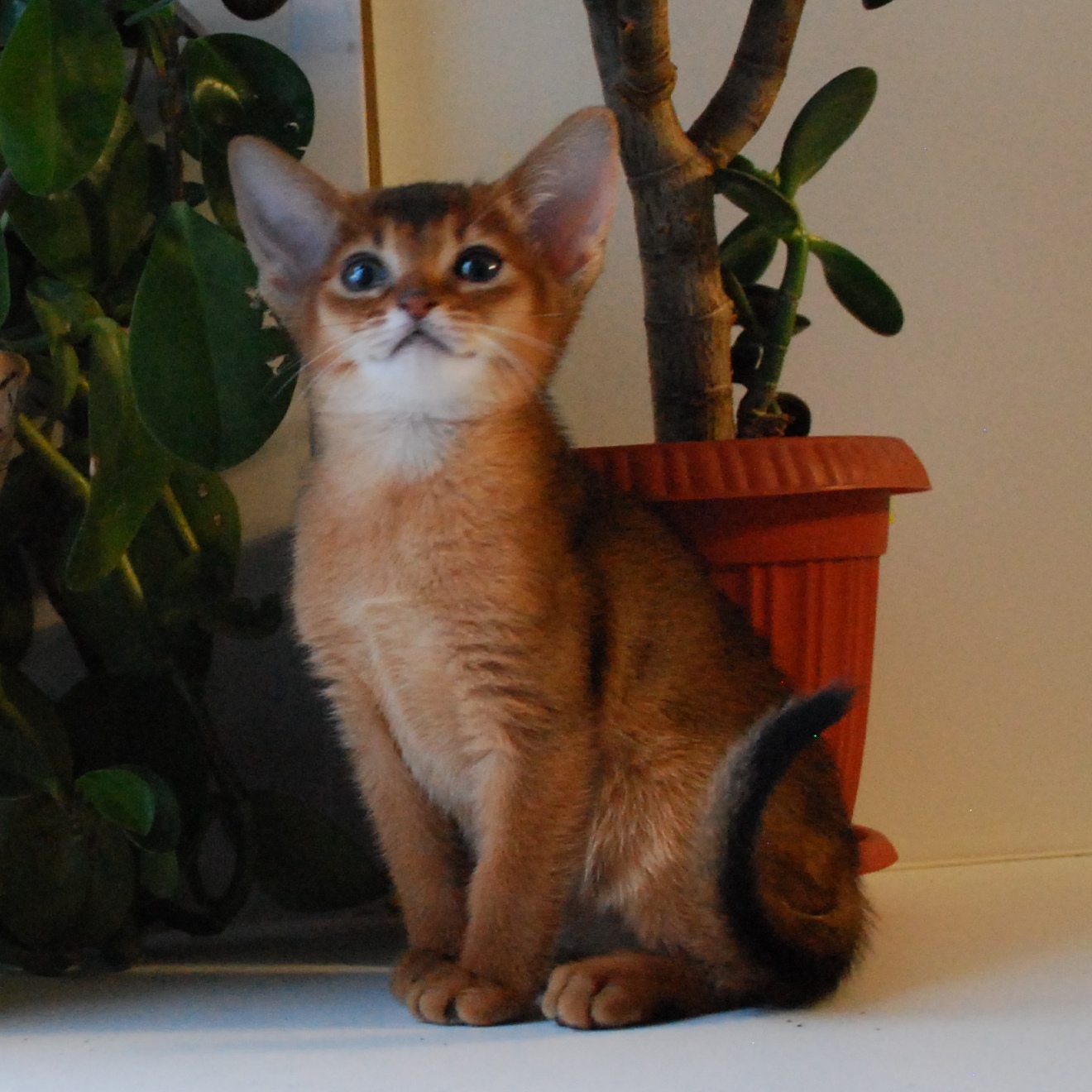 Абиссинские котята из официального питомника  - фотография
