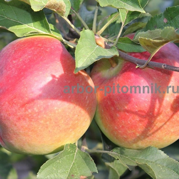 Саженцы яблони по низкой цене Москве Подмосковье - фотография