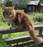Помогите найти кошку - Услуги объявление в Хабаровске
