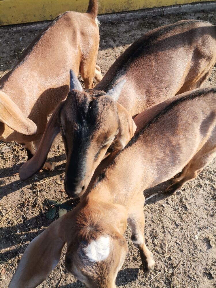 Продам породистых Нубийских козлят - фотография