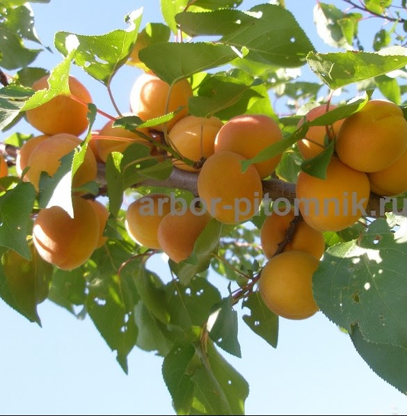 Плодовые деревья из питомника, саженцы крупномеры - фотография