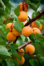 Крупномеры абрикоса по низким ценам - Продажа объявление в Москве