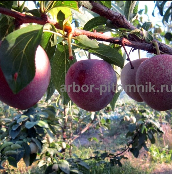 Плодовые деревья из питомника, саженцы крупномеры - фотография