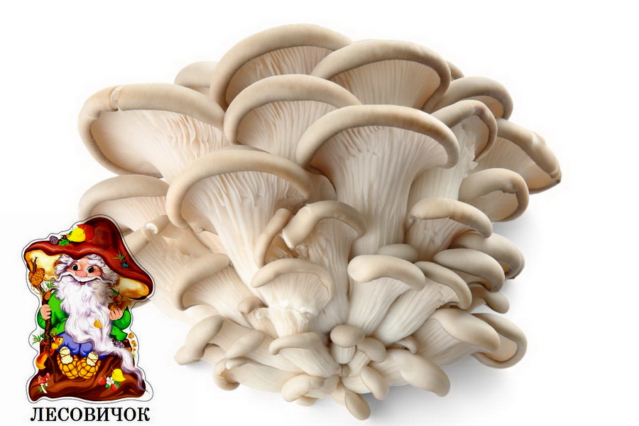 Вешенки свежие грибы купить оптом и в розницу - фотография