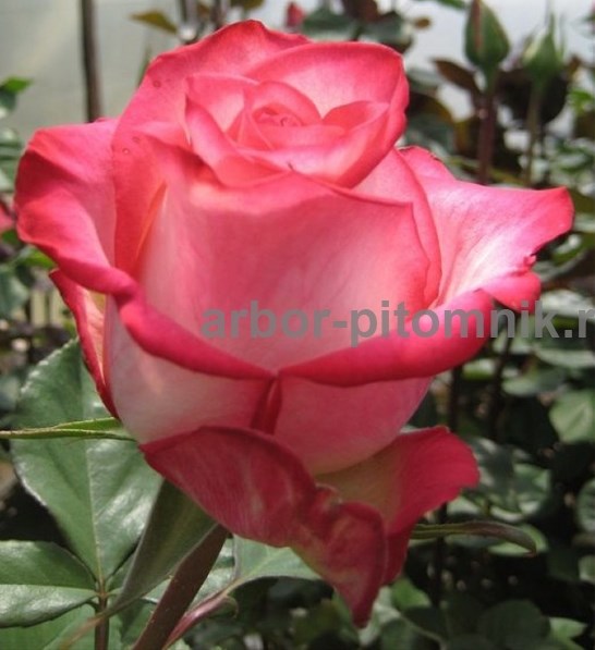 Саженцы кустовых роз из питомника, каталог роз в большом ассортименте в питомнике Арбор  - фотография