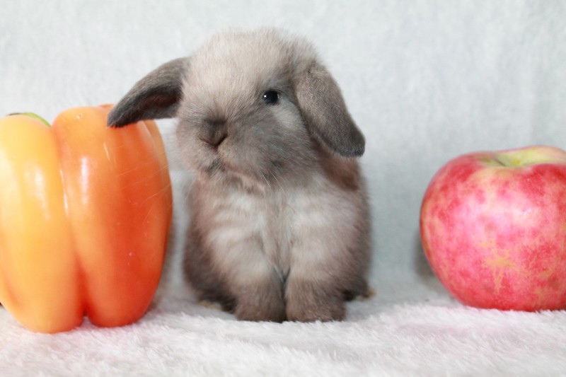 Декоративный кролик, Лучший подарок Вашему ребенку! - фотография