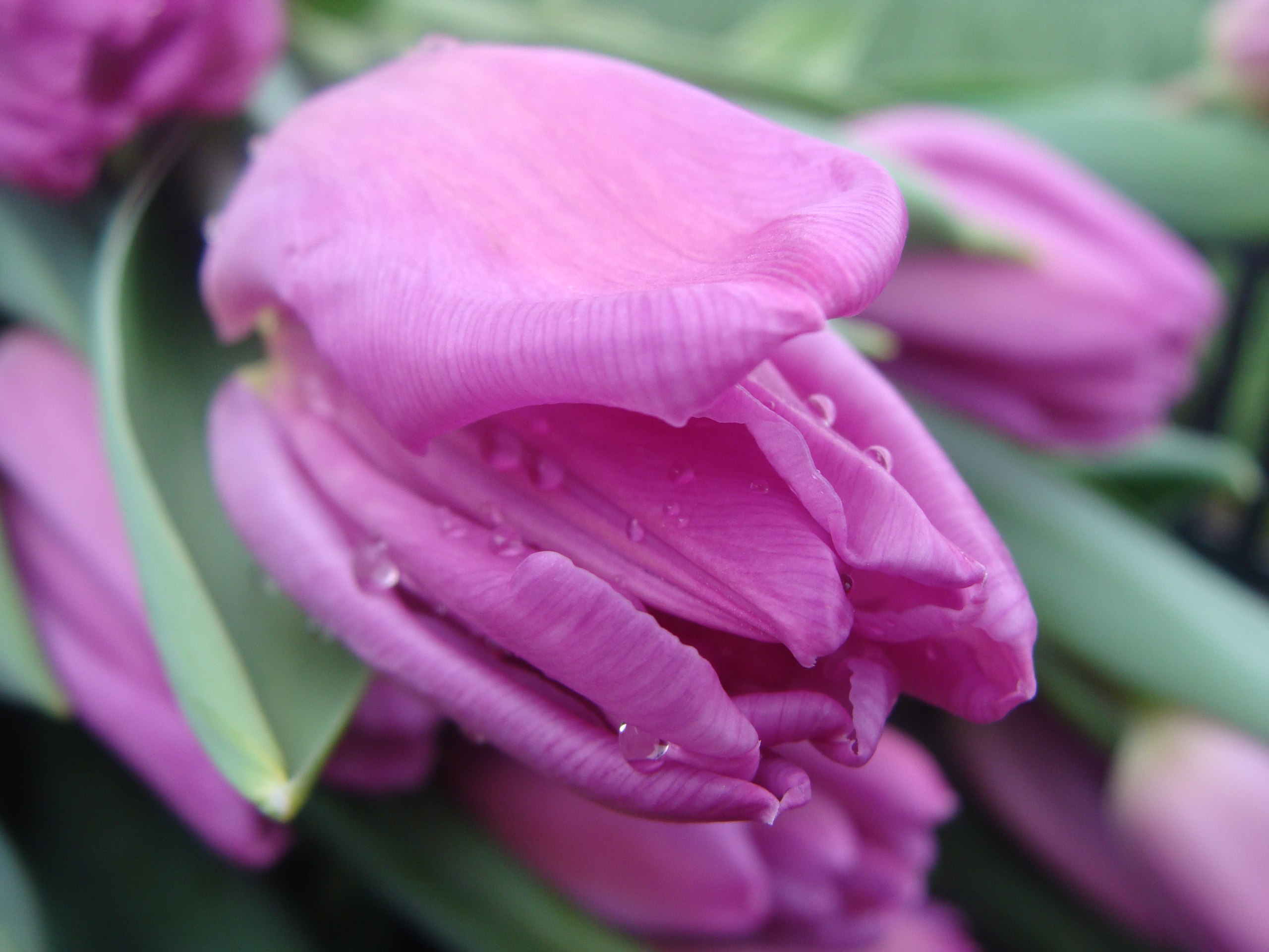 Тюльпаны оптом к 8 марта - фотография
