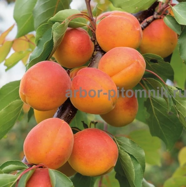 Саженцы абрикосов из питомника с доставкой, каталог с низкими ценами в интернет магазине - фотография