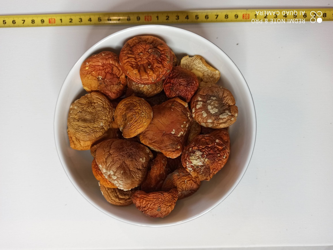 Продажа лечебных грибов: шиитаке, чага, мухомор красный, ежовик гребенчатый и др. - фотография