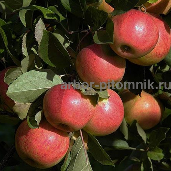 Саженцы яблони по низкой цене Москве Подмосковье - фотография