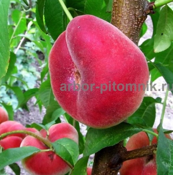 Саженцы персиков, персики в горшках из питомника и интернет магазина Арбор - фотография