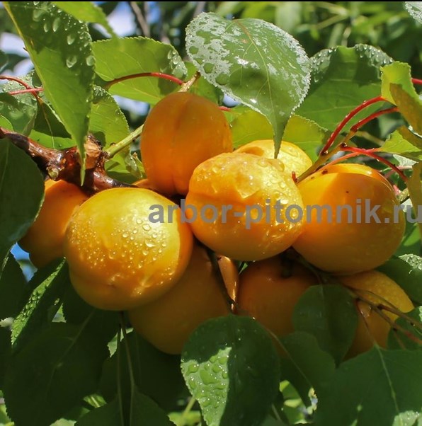 Саженцы абрикосов из питомника с доставкой, каталог с низкими ценами в интернет магазине - фотография