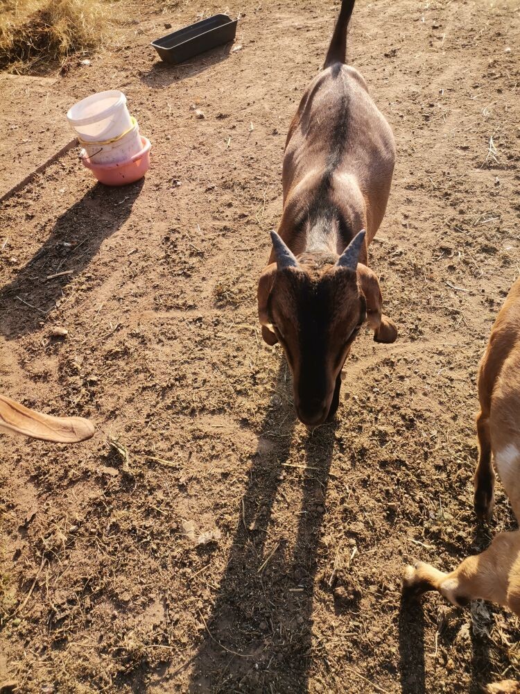 Продам породистых Нубийских козлят - фотография