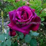 Саженцы роз в интернет магазине для весны 2022 года - Продажа объявление в Москве